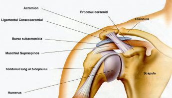 anatomie umar