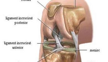 Anatomie Genunchi